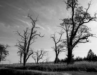 MS2_5652