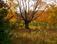 MS2_6153-2