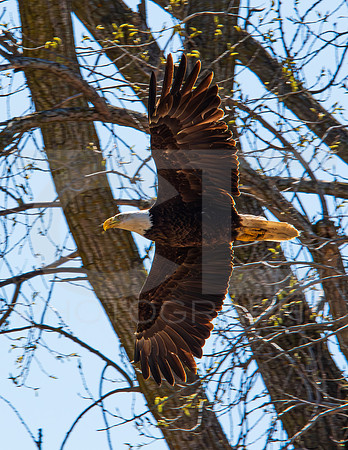 _MTS7038-Enhanced-NR-6