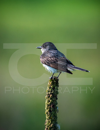 MTS_1279-2