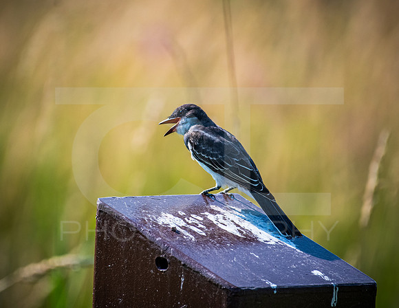 MTS_0918-2