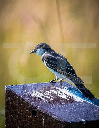 MTS_0917-3