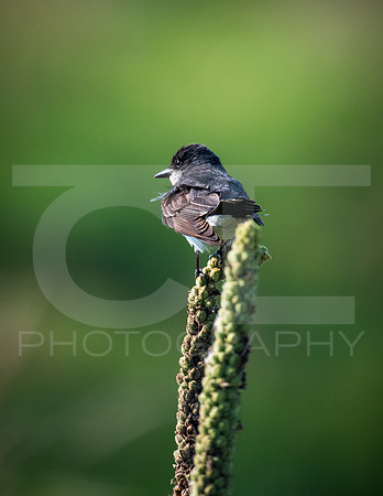 MTS_1186-2
