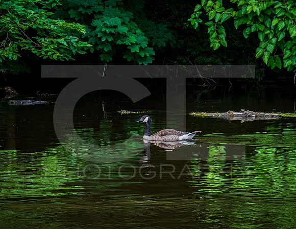 MTS_4537