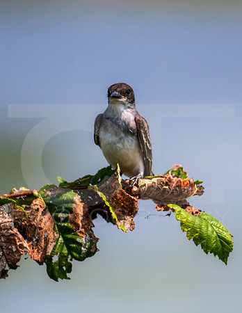 MTS_4278-2